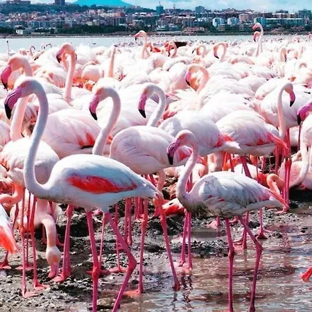 Gala Sardinia